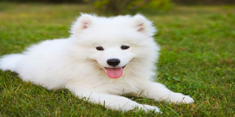 Chó là loài vật rất gần gũi, thân thiện với con người