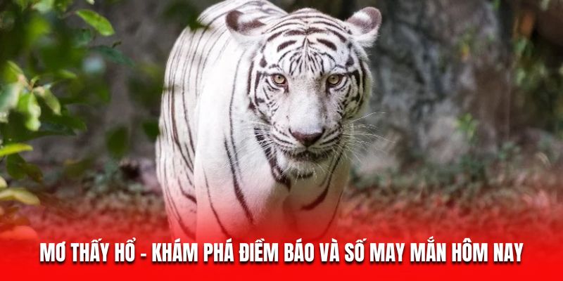 Mơ Thấy Hổ - Khám Phá Điềm Báo Và Số May Mắn Hôm Nay